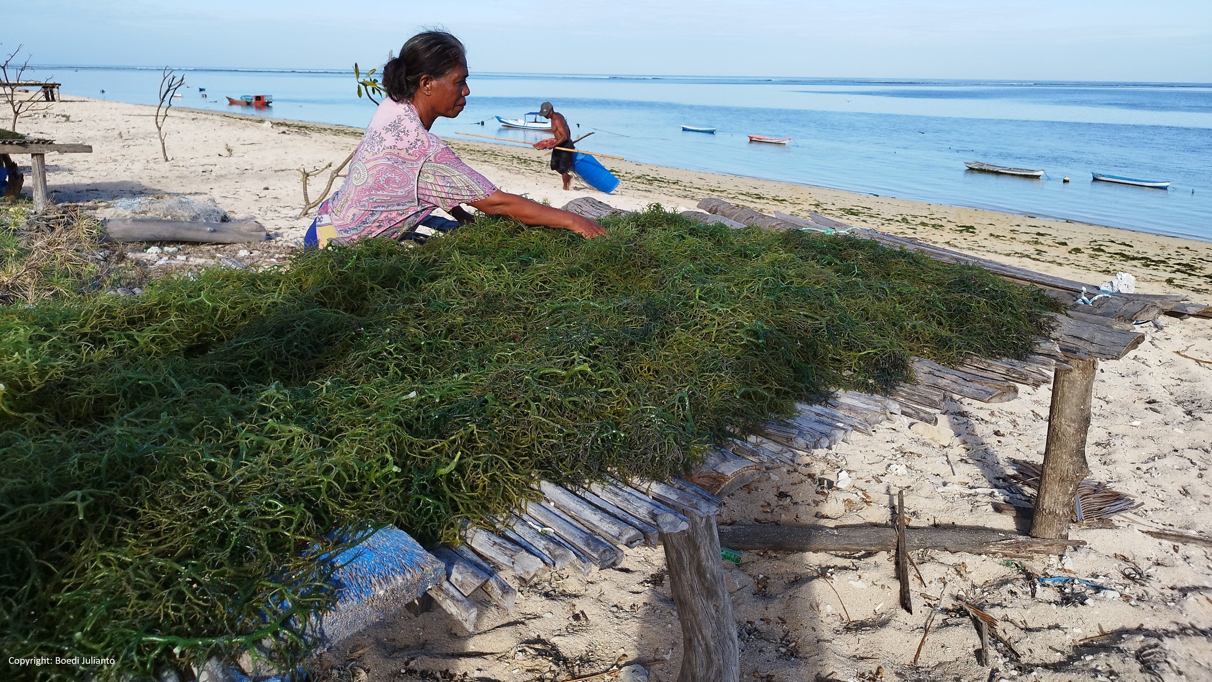 GSQP-Indonesia-Seaweed