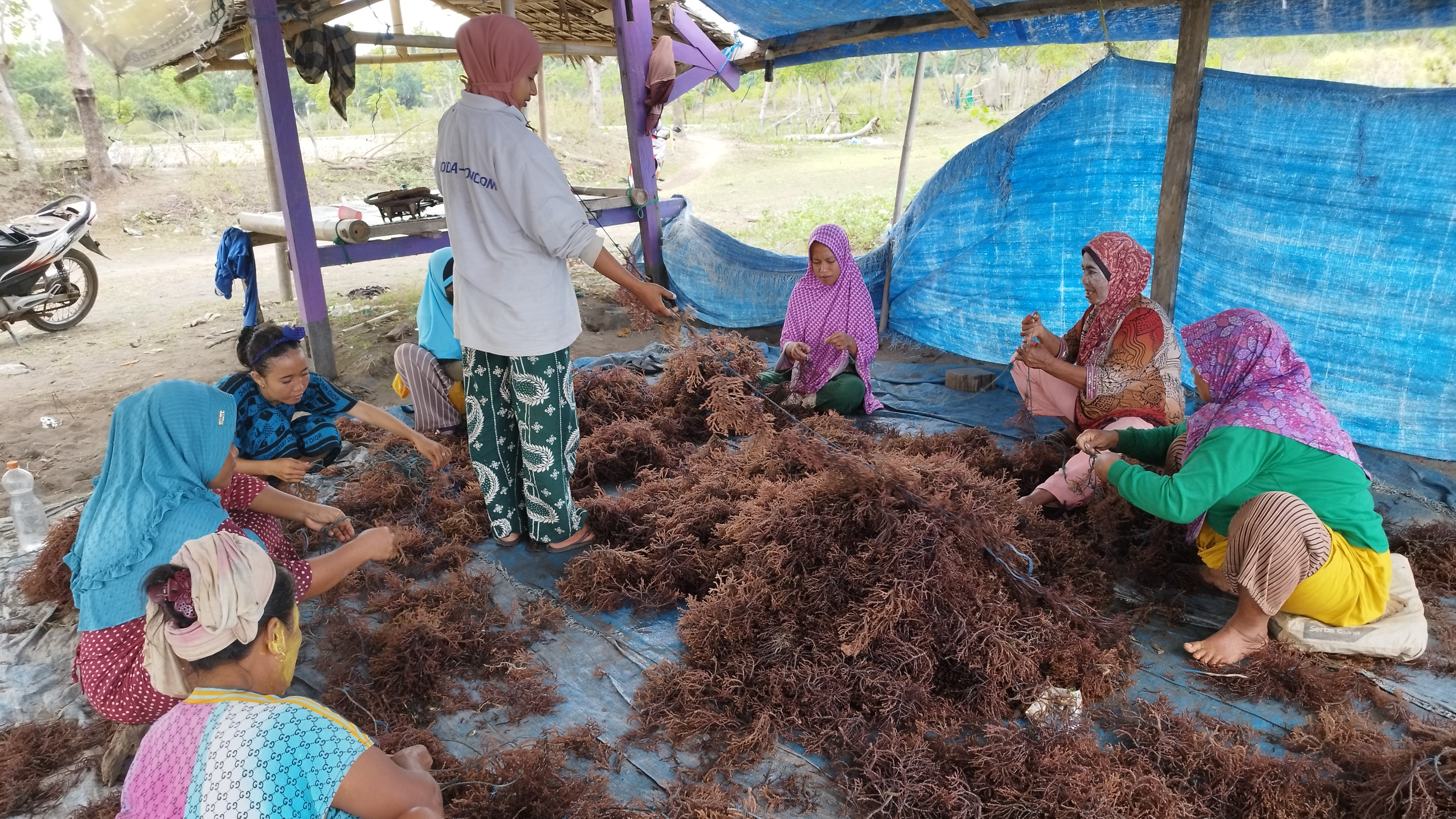 GSQP-Indonesia-Seaweed Picture 2