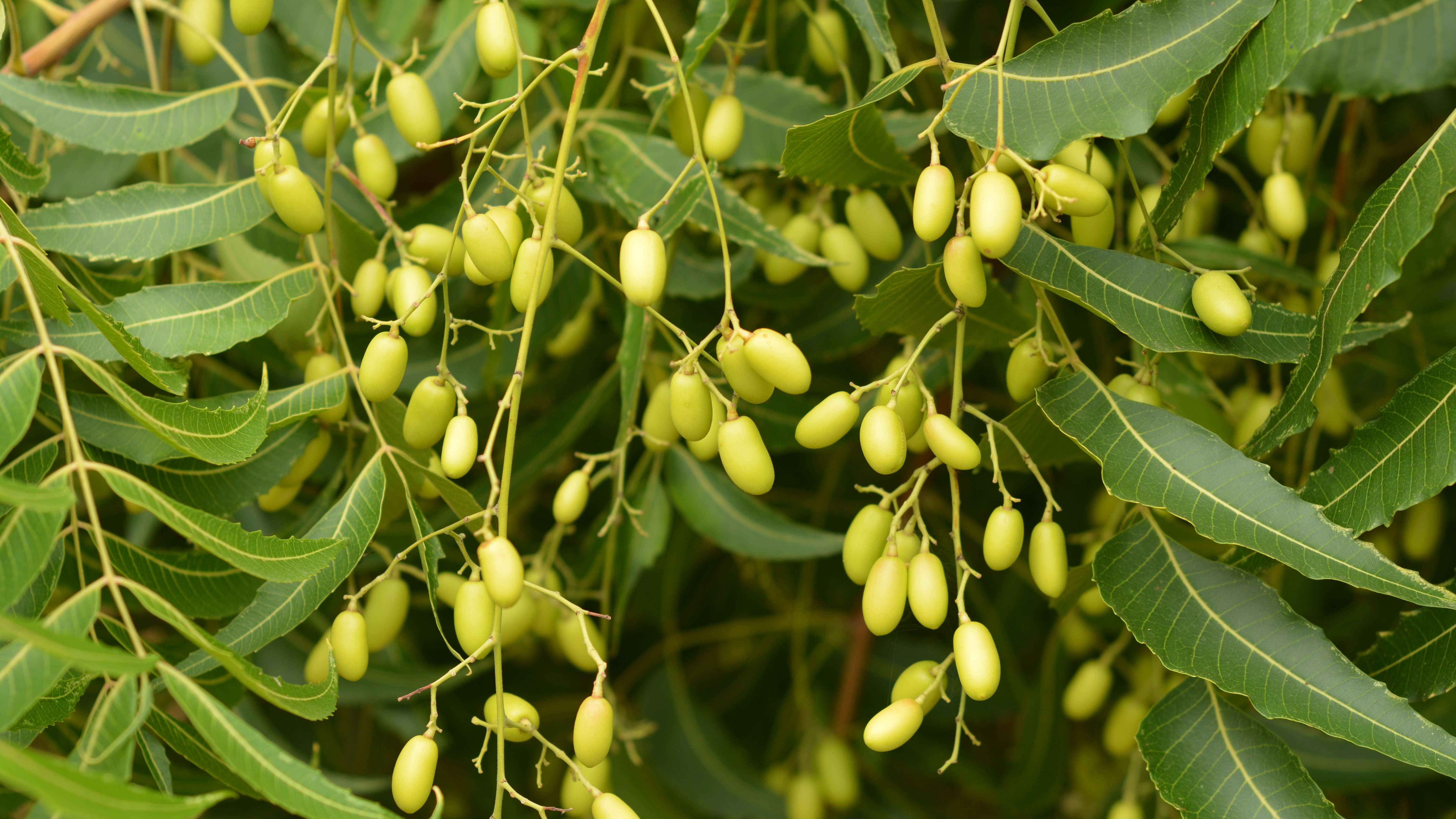 Neem tree