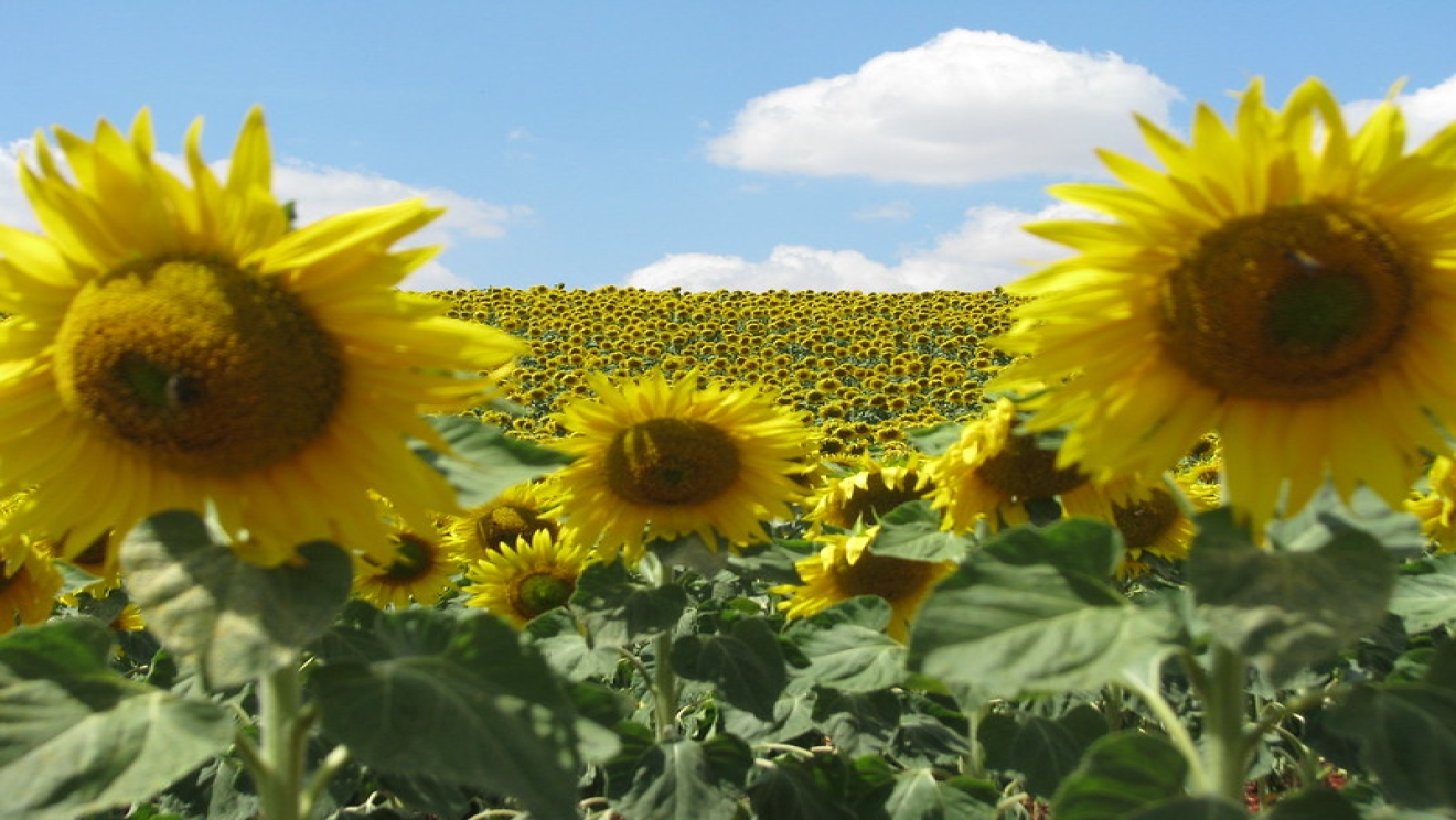 sunflowers