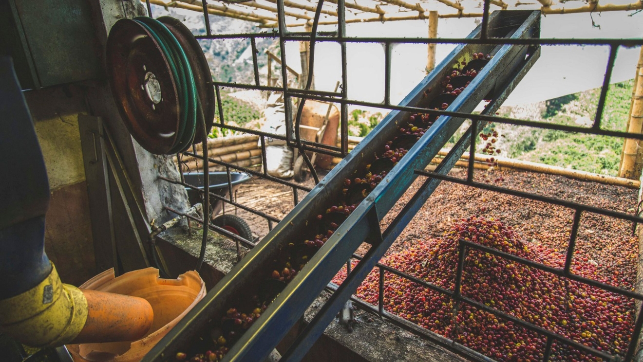 Coffee Production